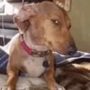 Sus