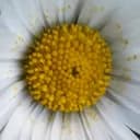 Arisea