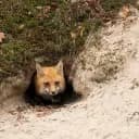 Fox's Hideout