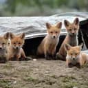 ? world of cubs ?