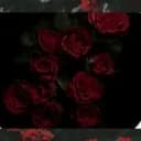 Rose de Damas