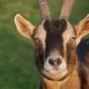 la goat industries