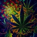 420 Community