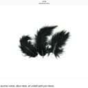 Les petites plumes