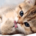 chaton fr