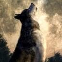 The Wolf Communications