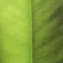 Green leaf