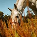 Équitation fr
