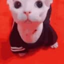 bingus <3