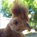 chickens server?