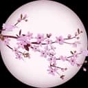 ?Sakura-Game?