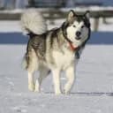 LanouWolf
