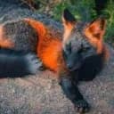 renard de feu