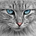 bleue ciel