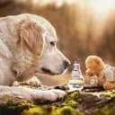 Nos amis les animaux