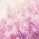 ?・The Enchanted Forest