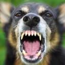 ?les chien enragés ?