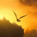 Dragons | FRRP ??