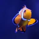 AquarioFish