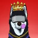 The Dreamy Husky