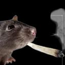 LES RATONS AFFAMéS