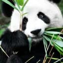 Kumaneko ?? #SOON