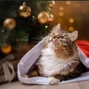 Vive Les Chats
