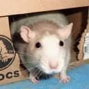 The Rat Kingdom