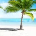 ?  Tropical Family